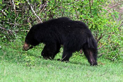 A sloth bear wanders around Yala National Park