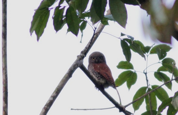Sri Lanka Chestnut-backed Owlet