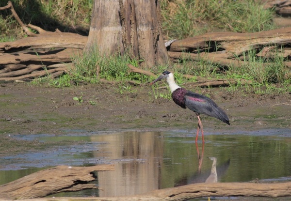 Wooly-necked Stork