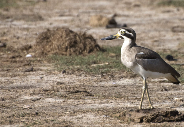 Greater Thick-knee