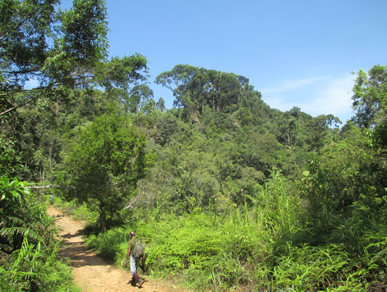 Upali at Sinharaja Rainforest