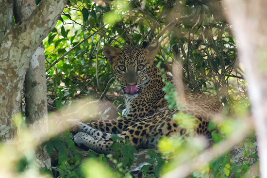 Sri Lanka Leopard at Yala