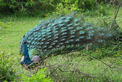 Indian Peafowl, Yala National Park Sinharaja