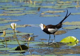 Pheasant tailed Jacana along the road from Mannar to Jaffna