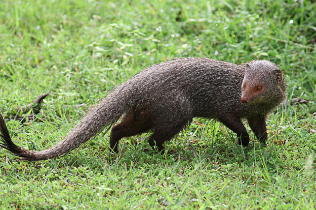 Ruddy mongoose are found in Yala National Park