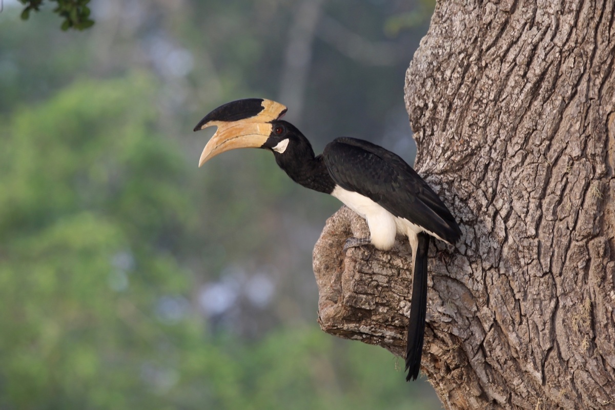 Shankar_Srinivasan_Malabar Pied Hornbill