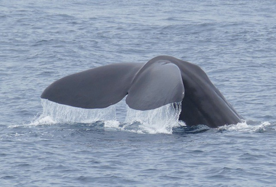 Foto-Lotte---Sperm-Whale-(Kaskelot).jpg