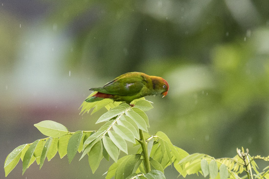 Foto-Vagn---Sri-Lanka-Hanging-Parrot.jpg