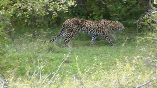 Foto-fra-video-Gitte--Leopard-pa-eftermiddagstur.jpg