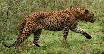 Sri-Lankan-Leopard.jpg