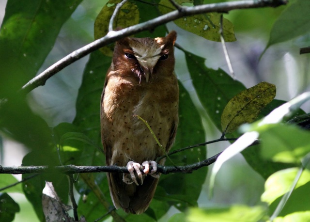 Adult Serendib Scops Owl