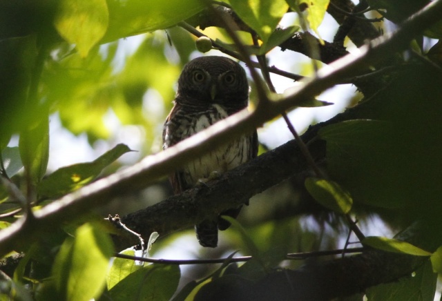 Chestnut-backed Owlet (E)