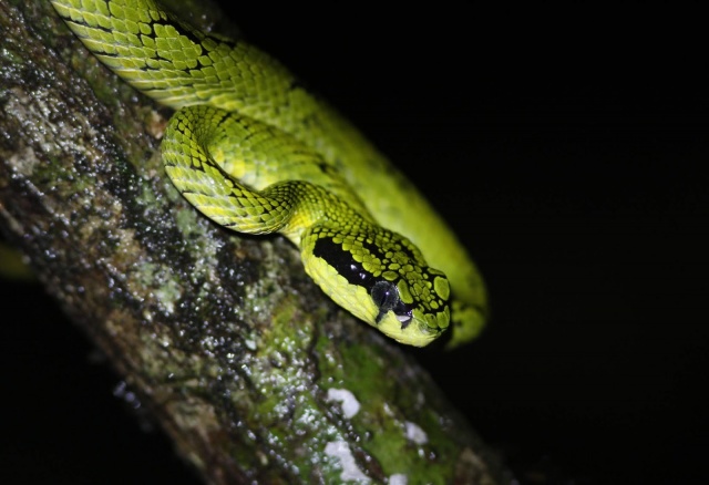 Green Pit Viper (E)