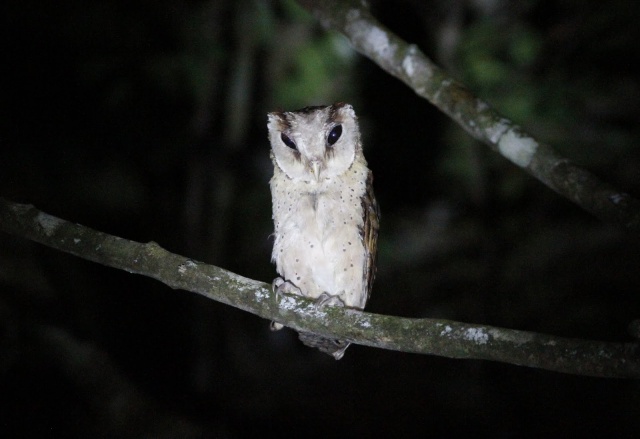 Sri Lanka Bay Owl - my favourite world lifer