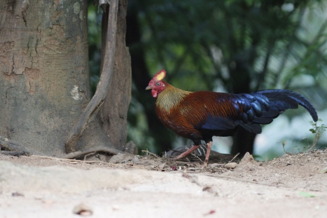 Sri Lanka Jungle Fowl
