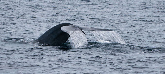 Blue Whale diving, notice fish attached to the tail