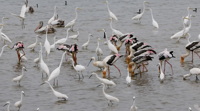 Mixed feeding flock in Bundala National Park