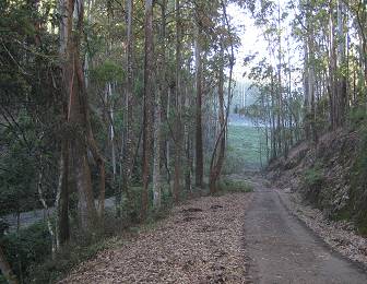 Nuwara Eliya Forest