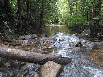 Stream below Martin's Lodge - Sinharaja