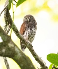 Chestnut-backed owlet, Kitulgala