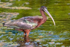 Glossy Ibis, Jaffna