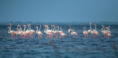 Flamingoes in Jaffna